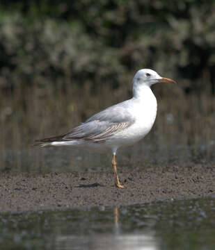 Image of Slender-billed Gull