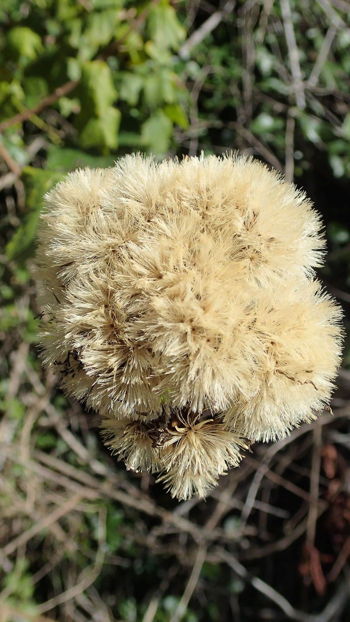 Image of Gymnanthemum capense (A. Spreng.) J. C. Manning & Swelank.