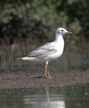 Image of Slender-billed Gull