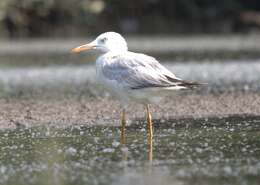 Image of Slender-billed Gull