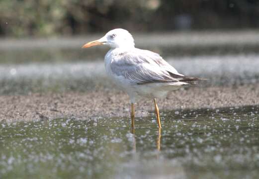 Image of Slender-billed Gull