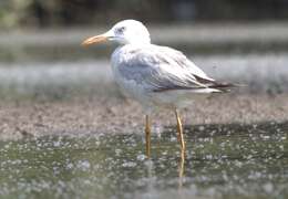 Image of Slender-billed Gull