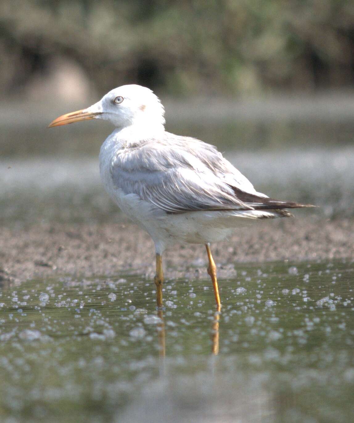 Image of Slender-billed Gull