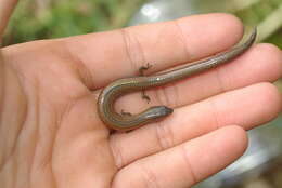 Image of Two-toed Earless Skink