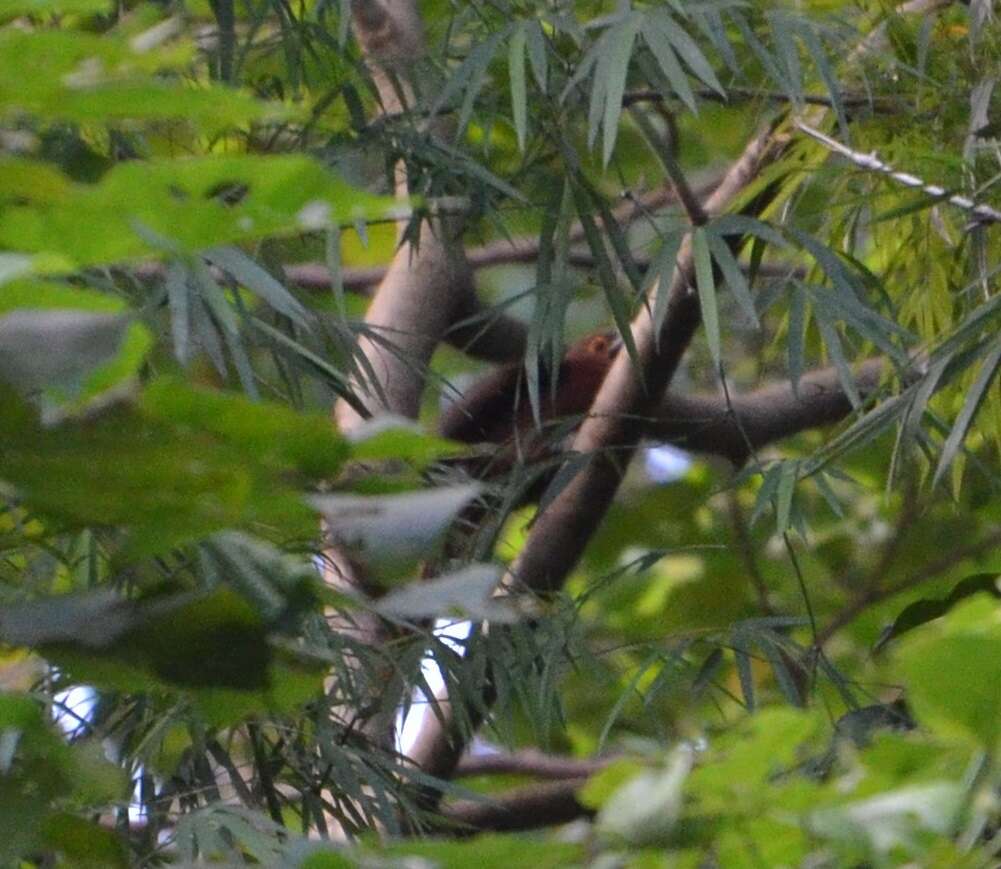 Image of Rufous Coucal