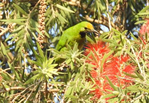 Image of Golden-fronted Leafbird