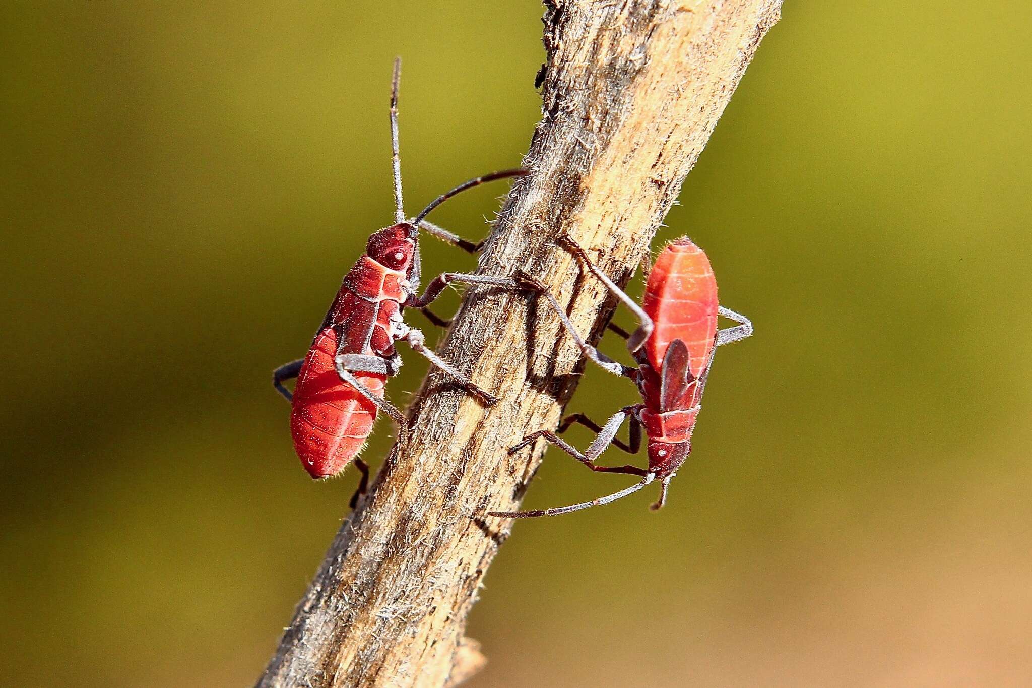 Image of Leptocoris mitellatus Bergroth 1916