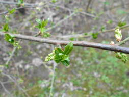 Image of Orixa japonica Thunb.