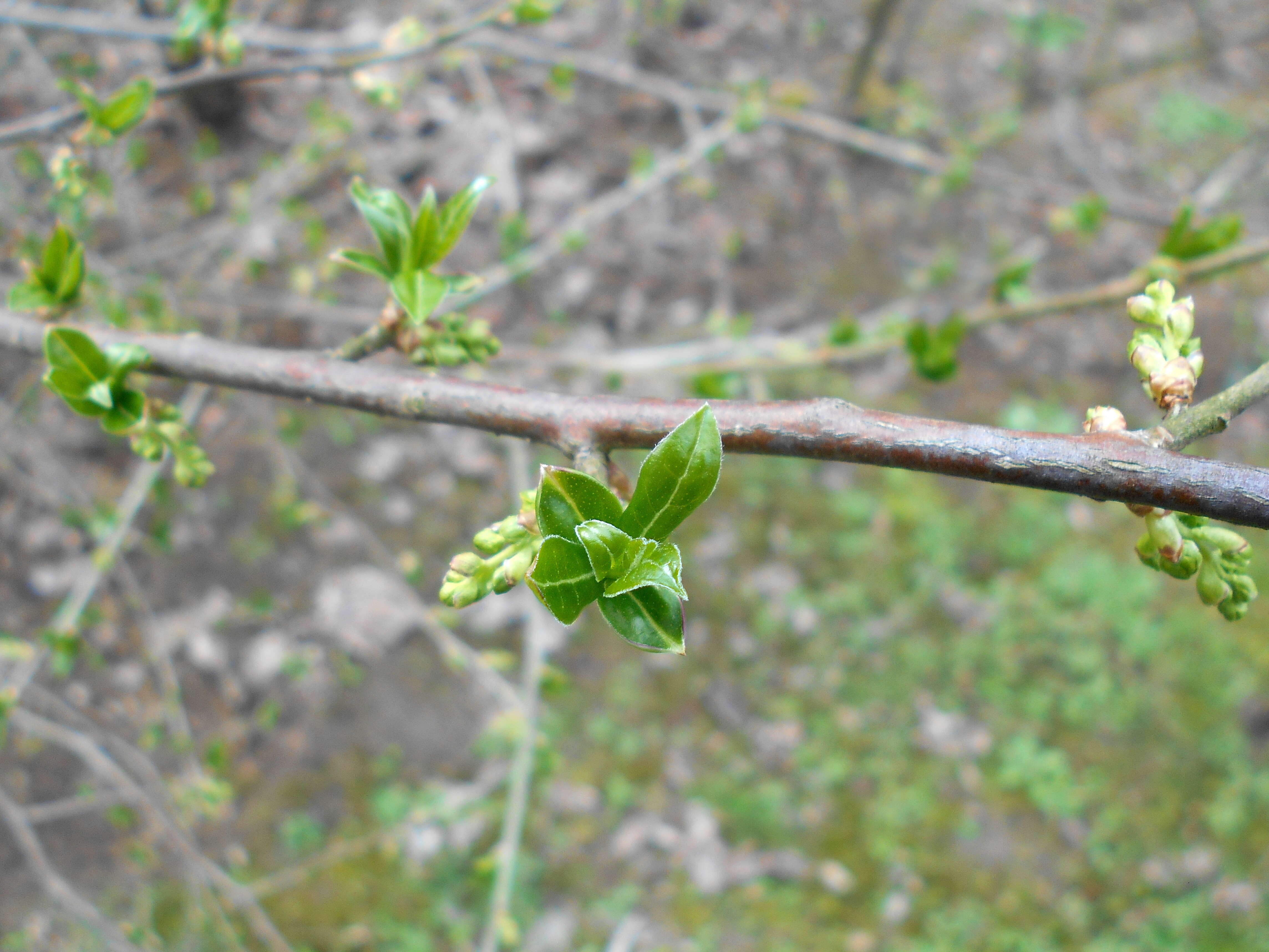 Image of Orixa japonica Thunb.