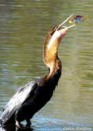 Image of Anhinga rufa rufa (Daudin 1802)