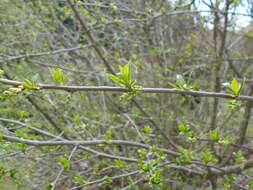 Image of Orixa japonica Thunb.