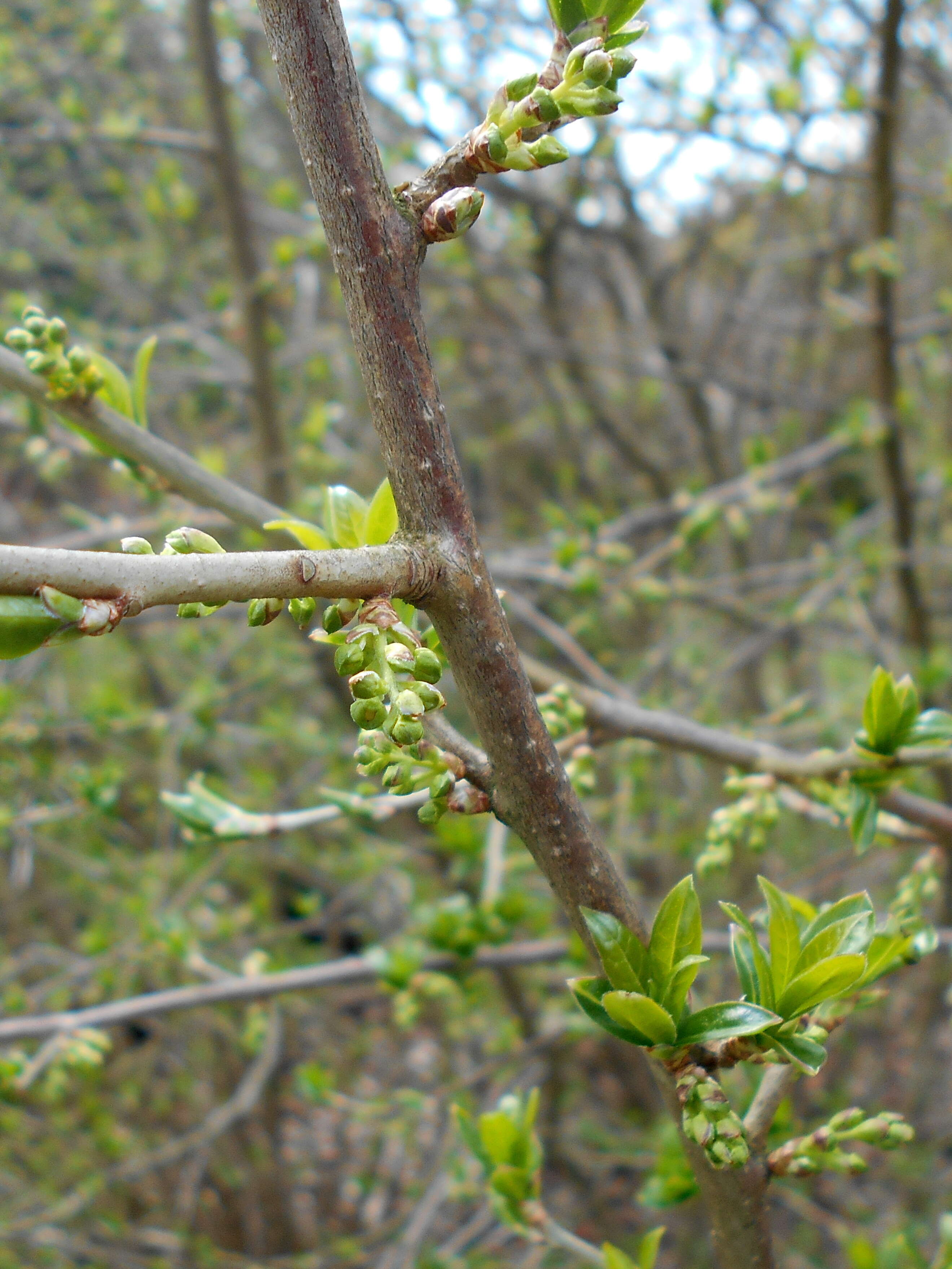 Sivun Orixa japonica Thunb. kuva