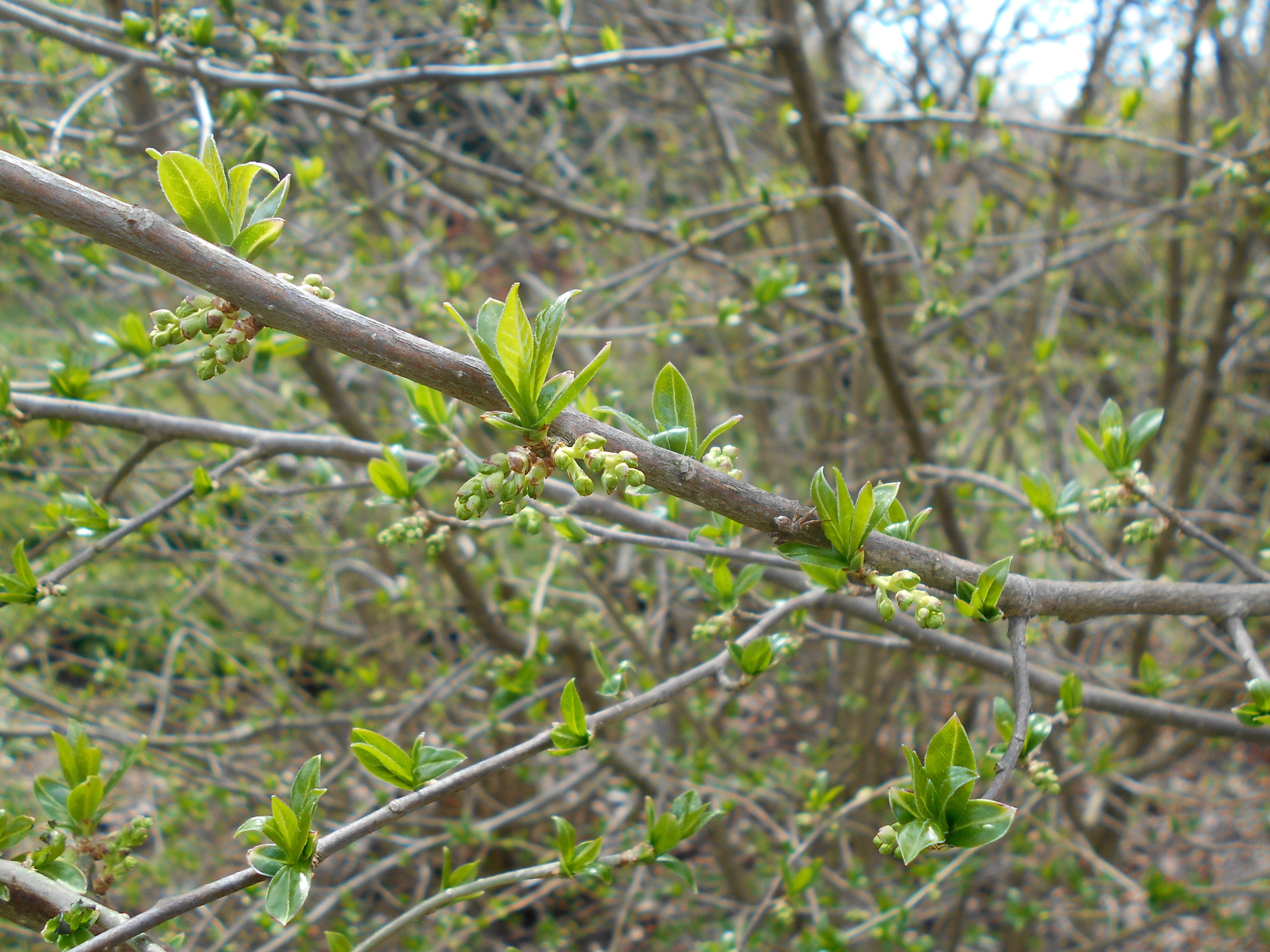 Sivun Orixa japonica Thunb. kuva