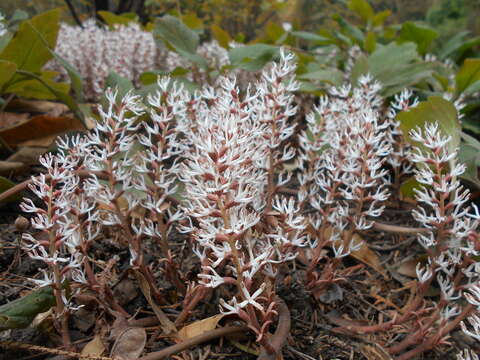 Image of Allegheny-spurge