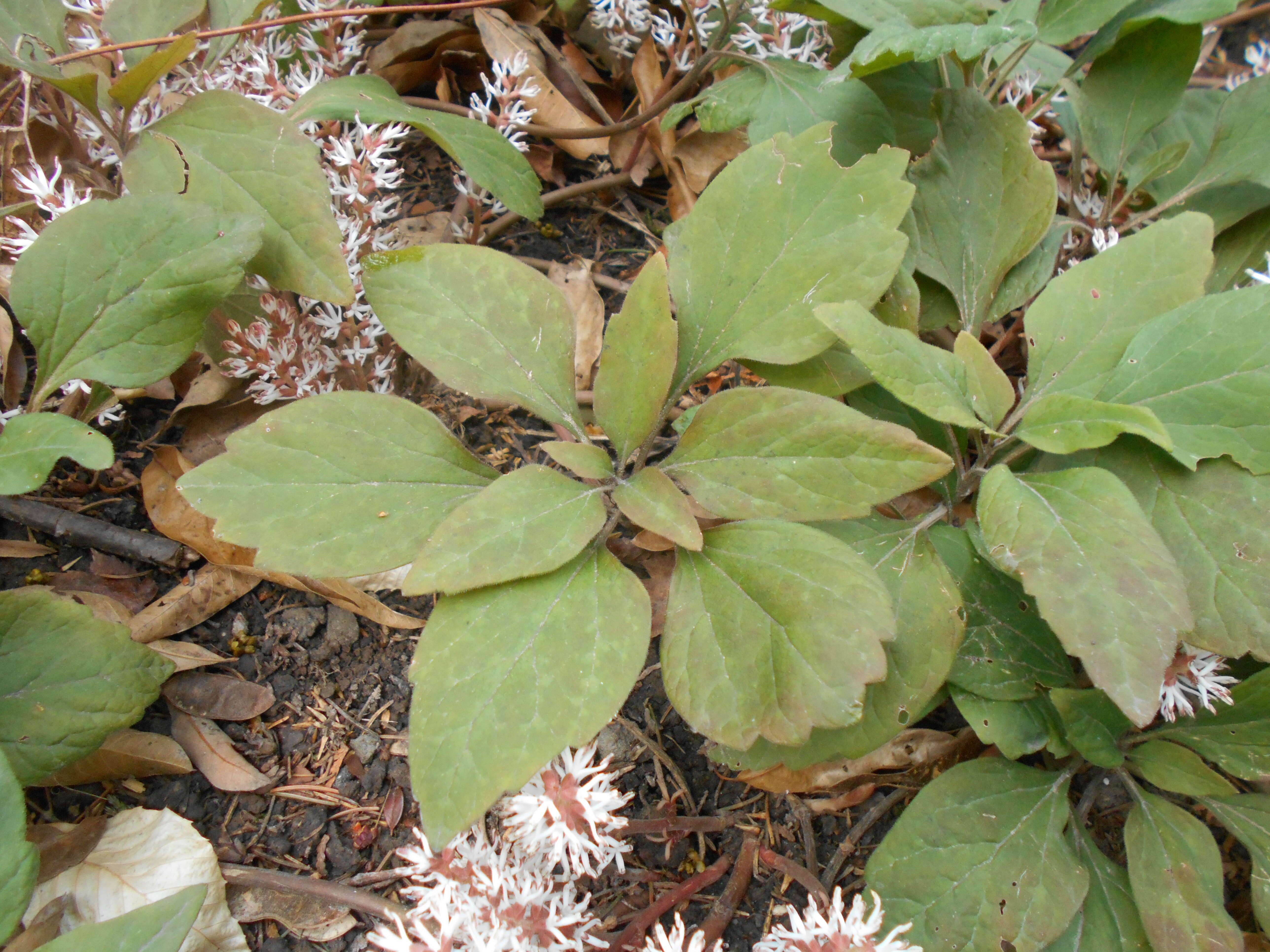 Image of Allegheny-spurge