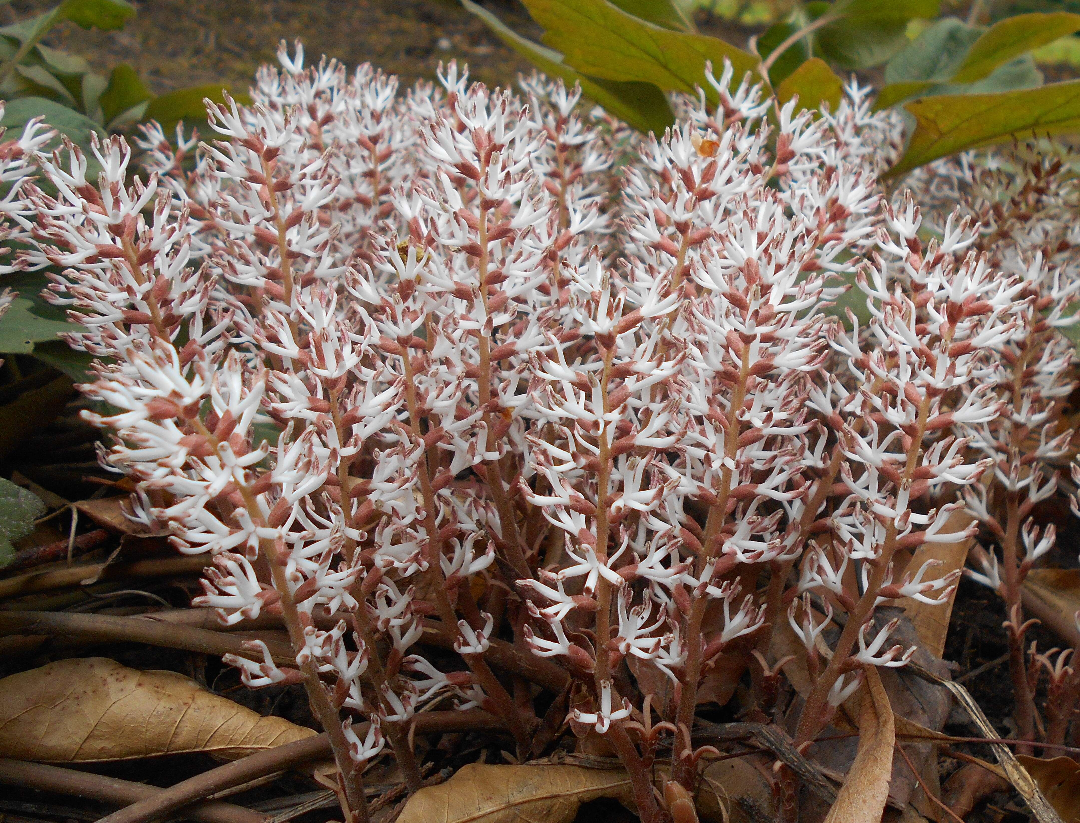 Image of Allegheny-spurge