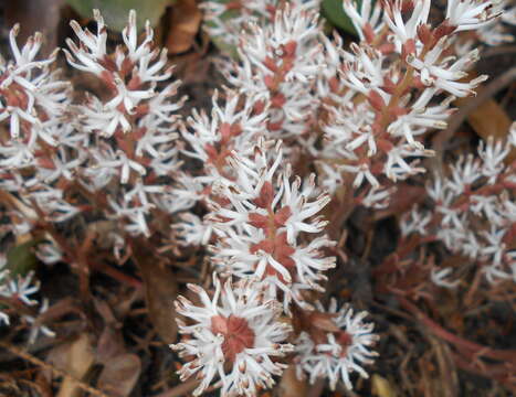 Image of Allegheny-spurge