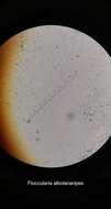 Image of Floccularia