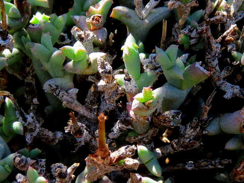 Image of Ruschia beaufortensis L. Bol.