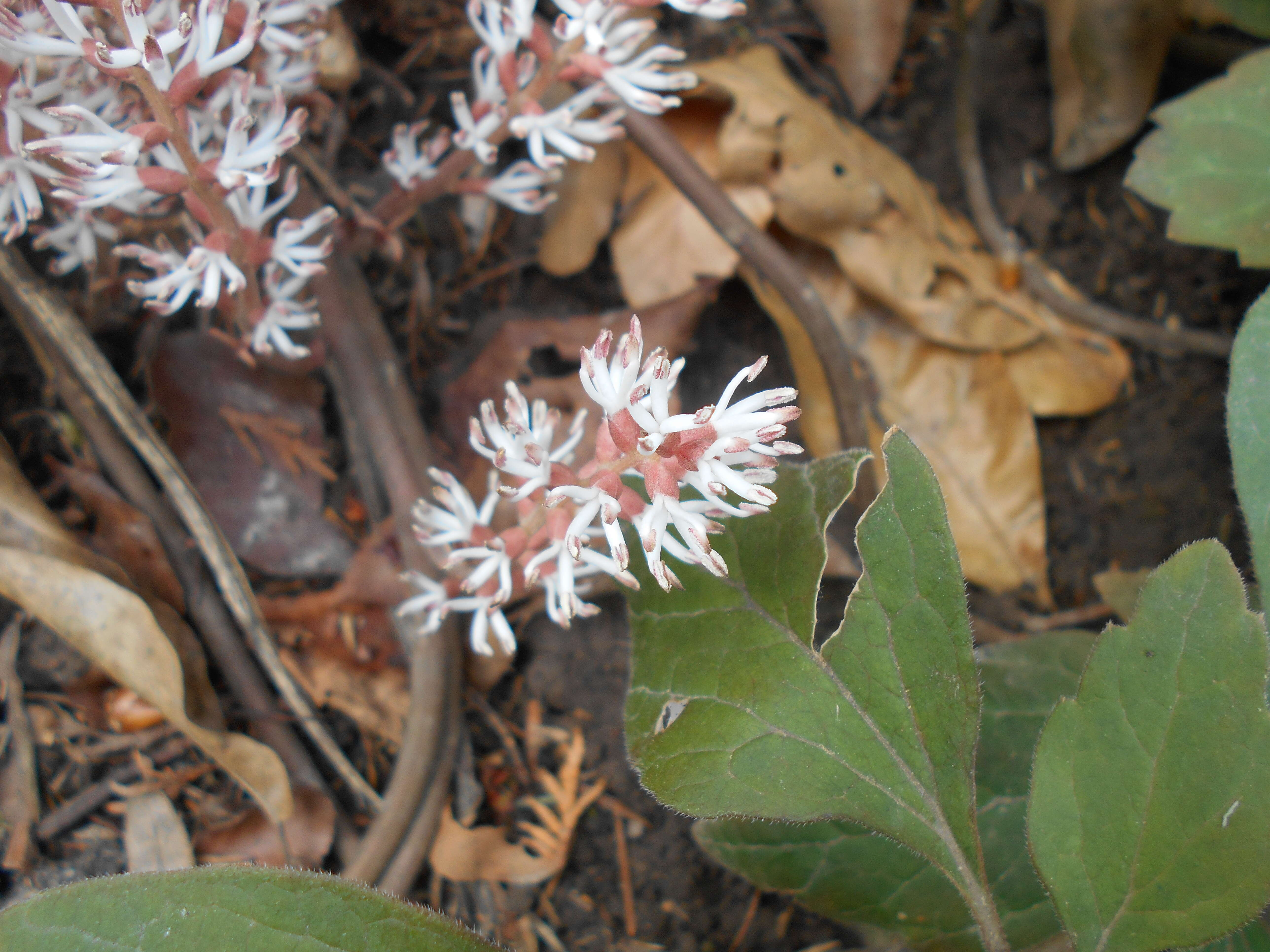 Image of Allegheny-spurge