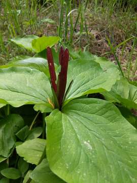 Image of narrowpetal wakerobin