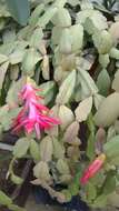 Plancia ëd Schlumbergera truncata (Haw.) Moran