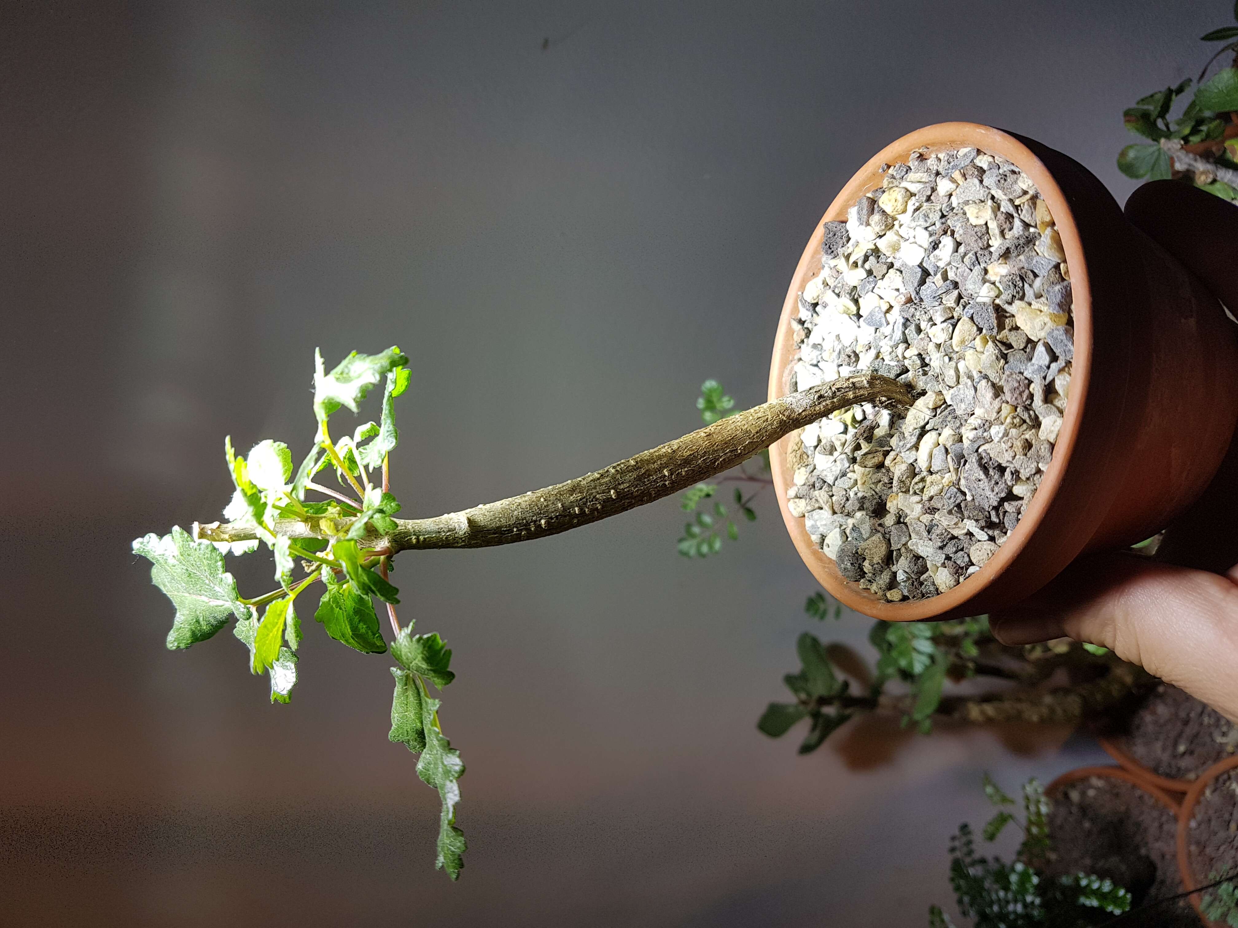 Image of Bursera hindsiana (Benth.) Engl.