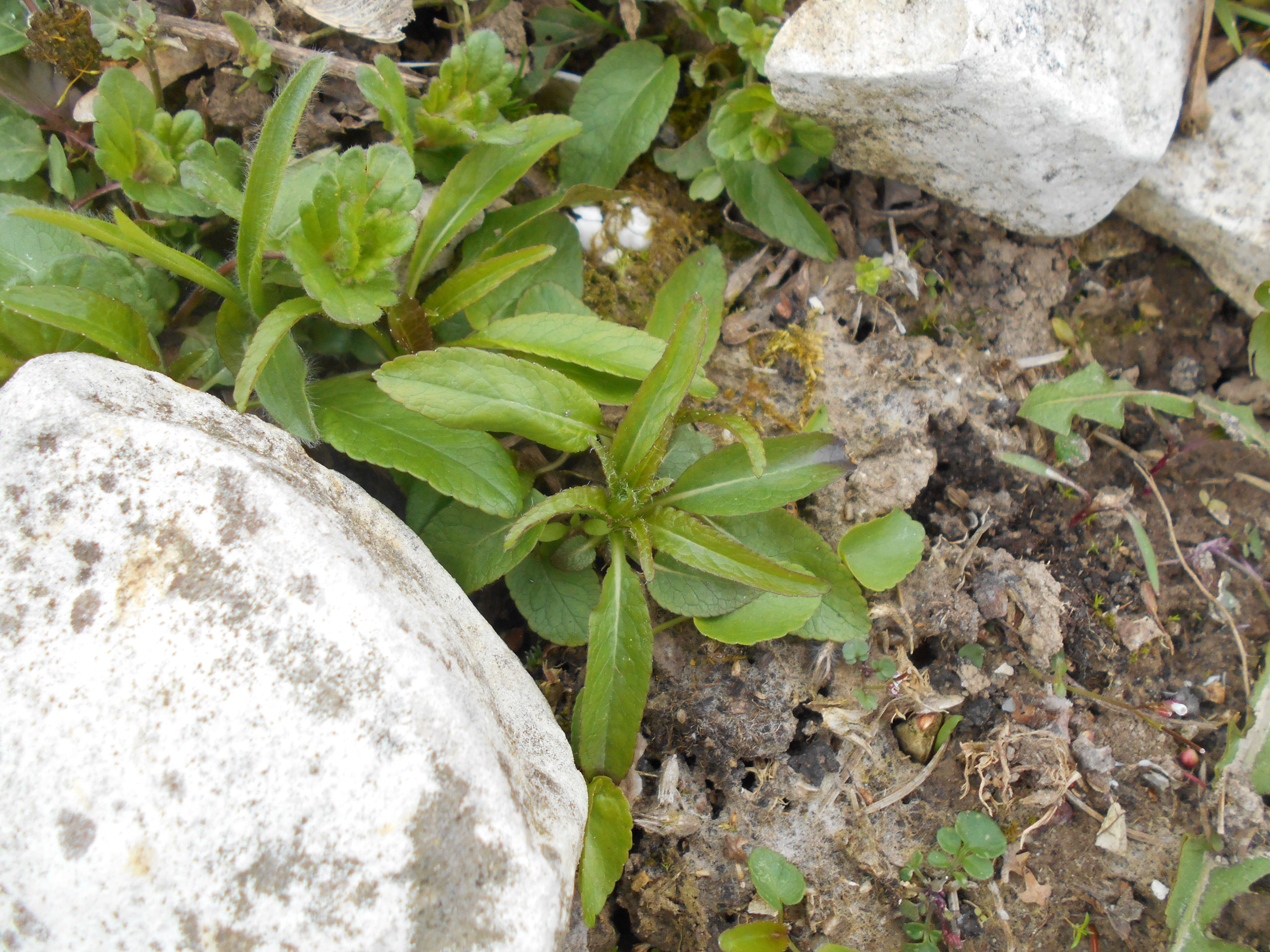 Image of Round-headed Rampion