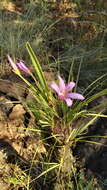 Image of Black-stick lily