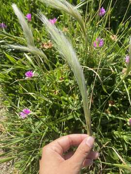 Image of clovenfoot plumegrass