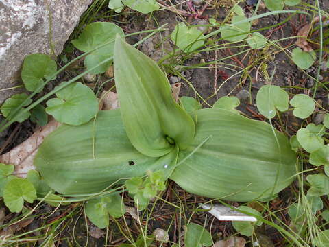 Слика од Platanthera chlorantha (Custer) Rchb.