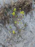 Image of seacoast marsh elder