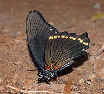 Image of greenbanded swallowtail