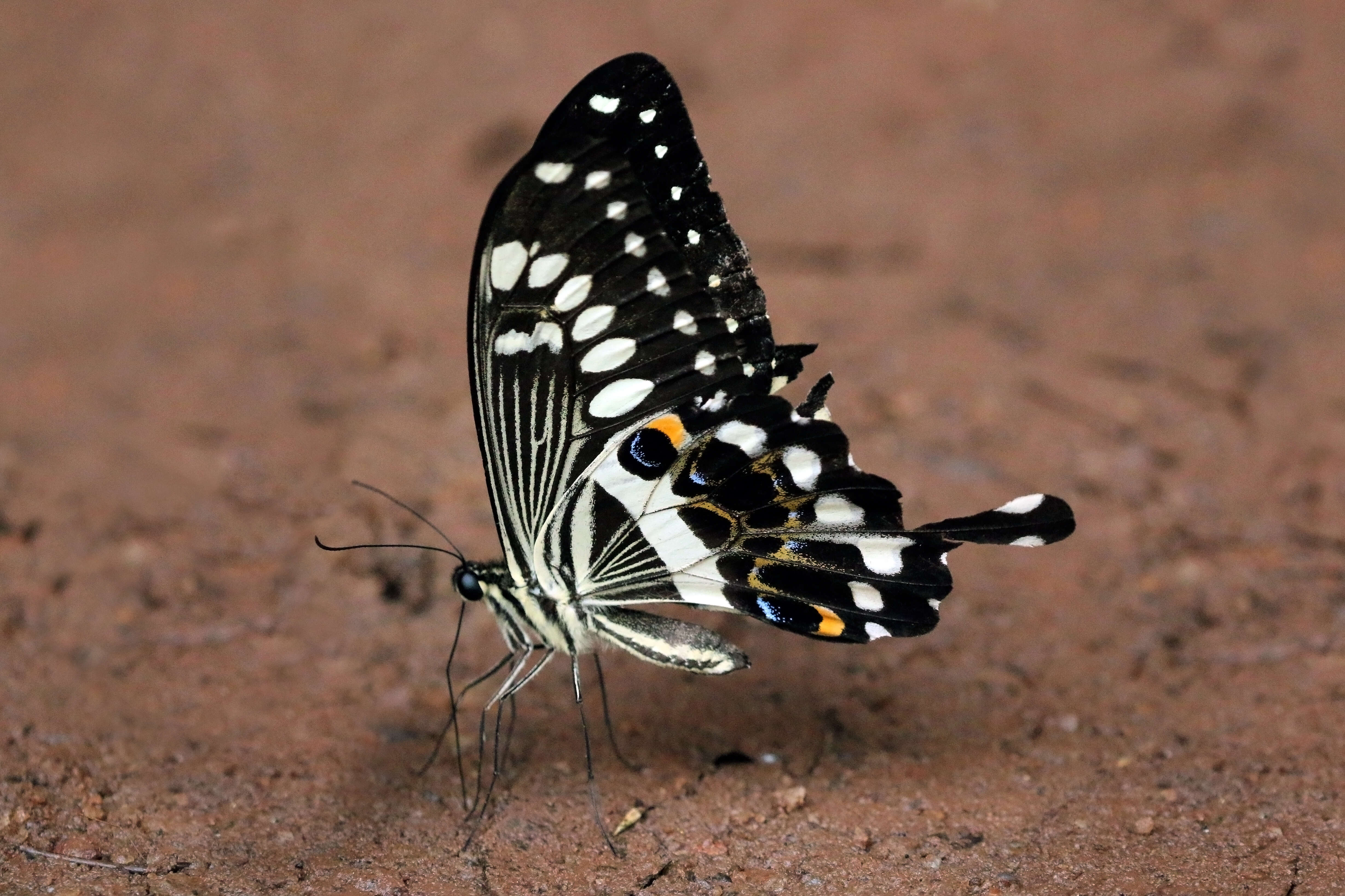 Sivun Papilio menestheus Drury (1773) kuva