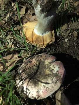 Plancia ëd Russula maculata Quél. 1878