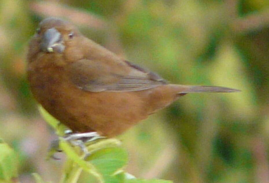 Image of Oryzoborus funereus