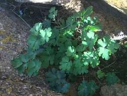 Image of Aquilegia viridiflora Pall.