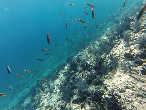 Image of Cortez Rainbow Wrasse