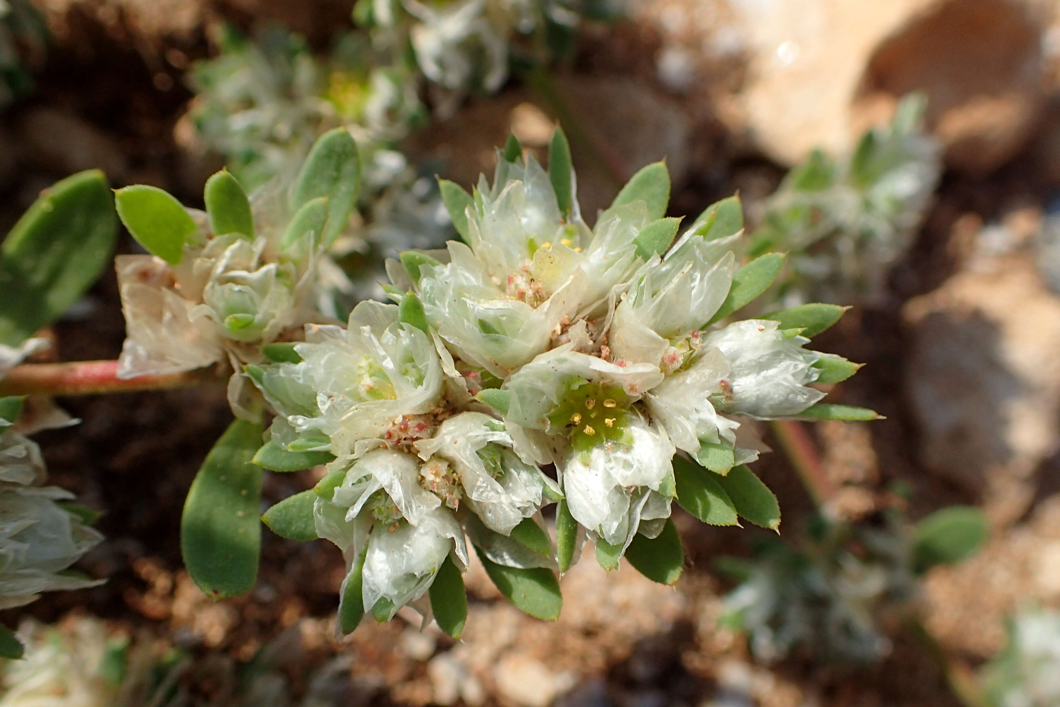 Image of Paronychia argentea Lam.