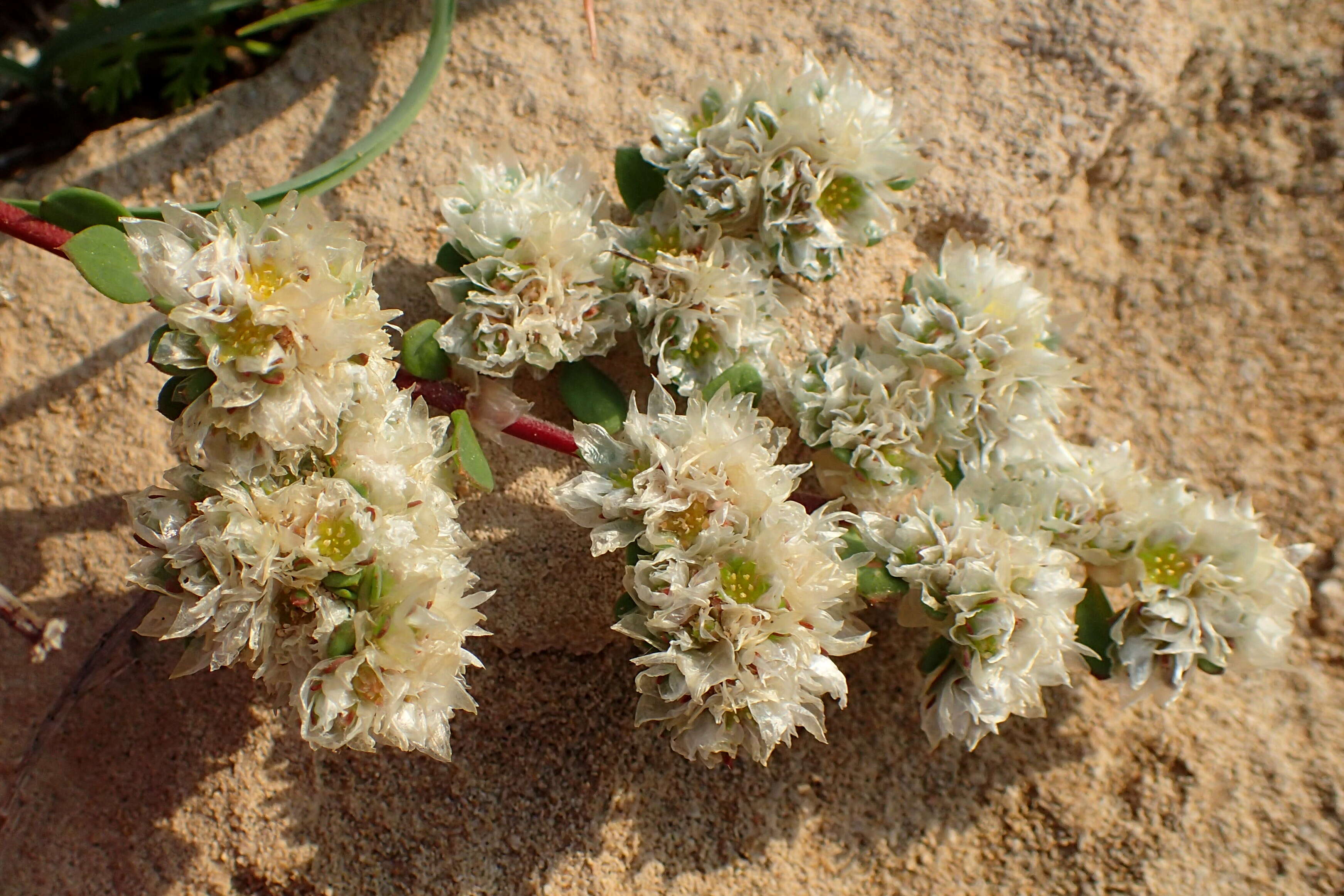 Image of Paronychia argentea Lam.