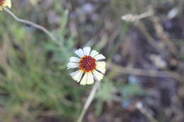 Image de Helenium radiatum (Less.) M. W. Bierner