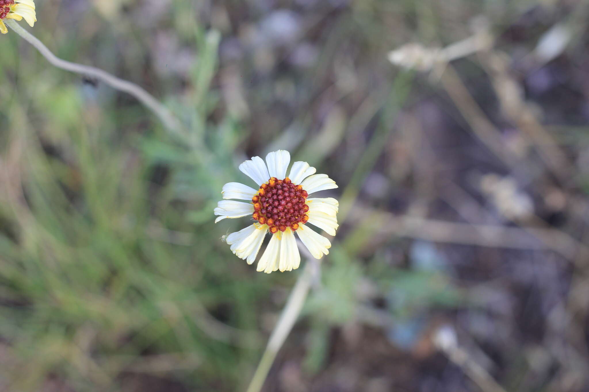 Image de Helenium radiatum (Less.) M. W. Bierner