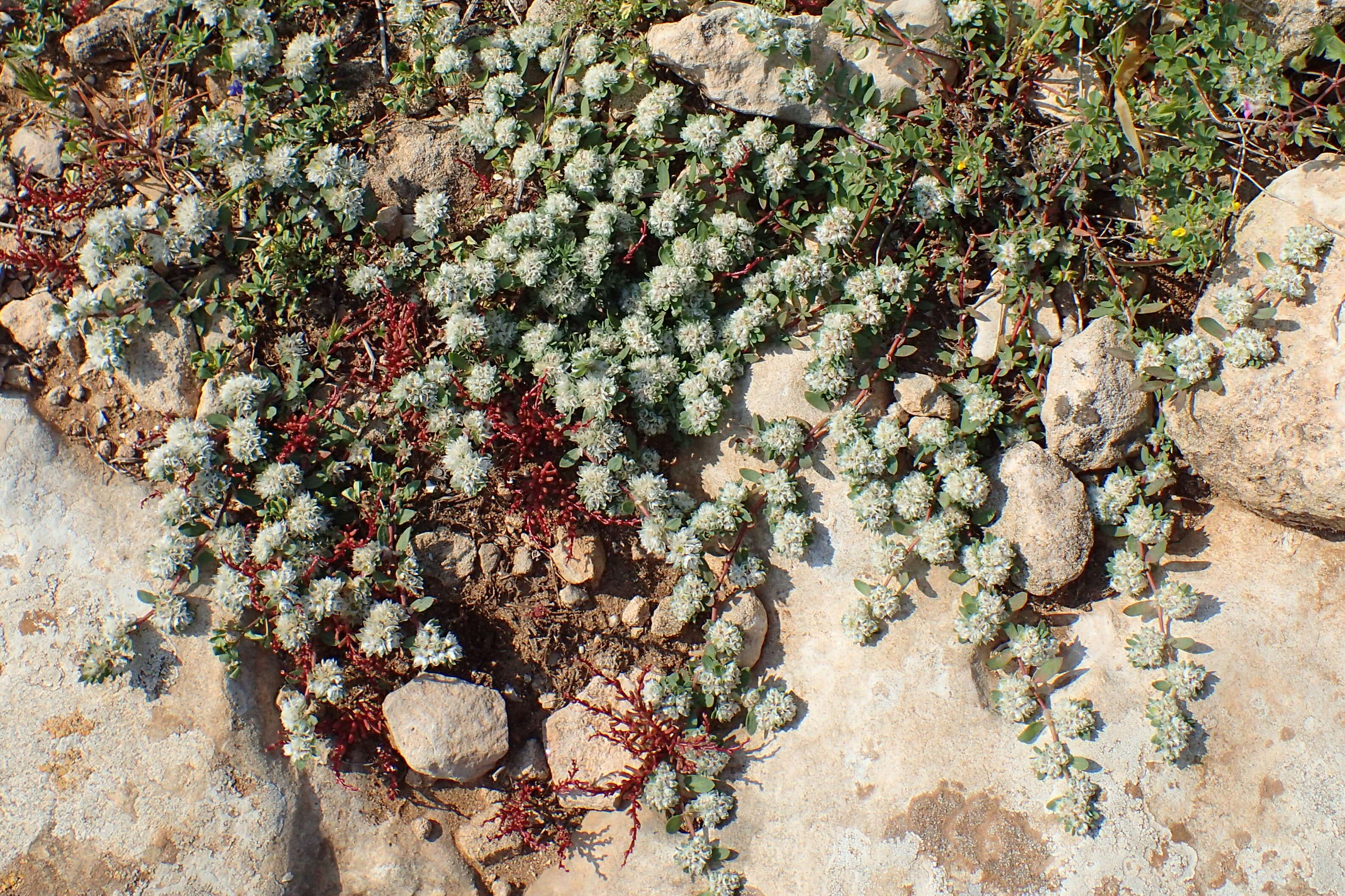 Image of Paronychia argentea Lam.