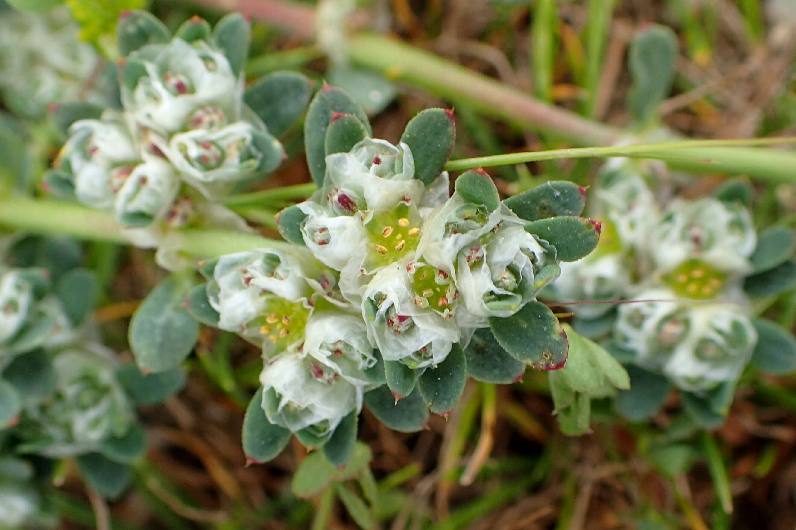 Image of Paronychia argentea Lam.