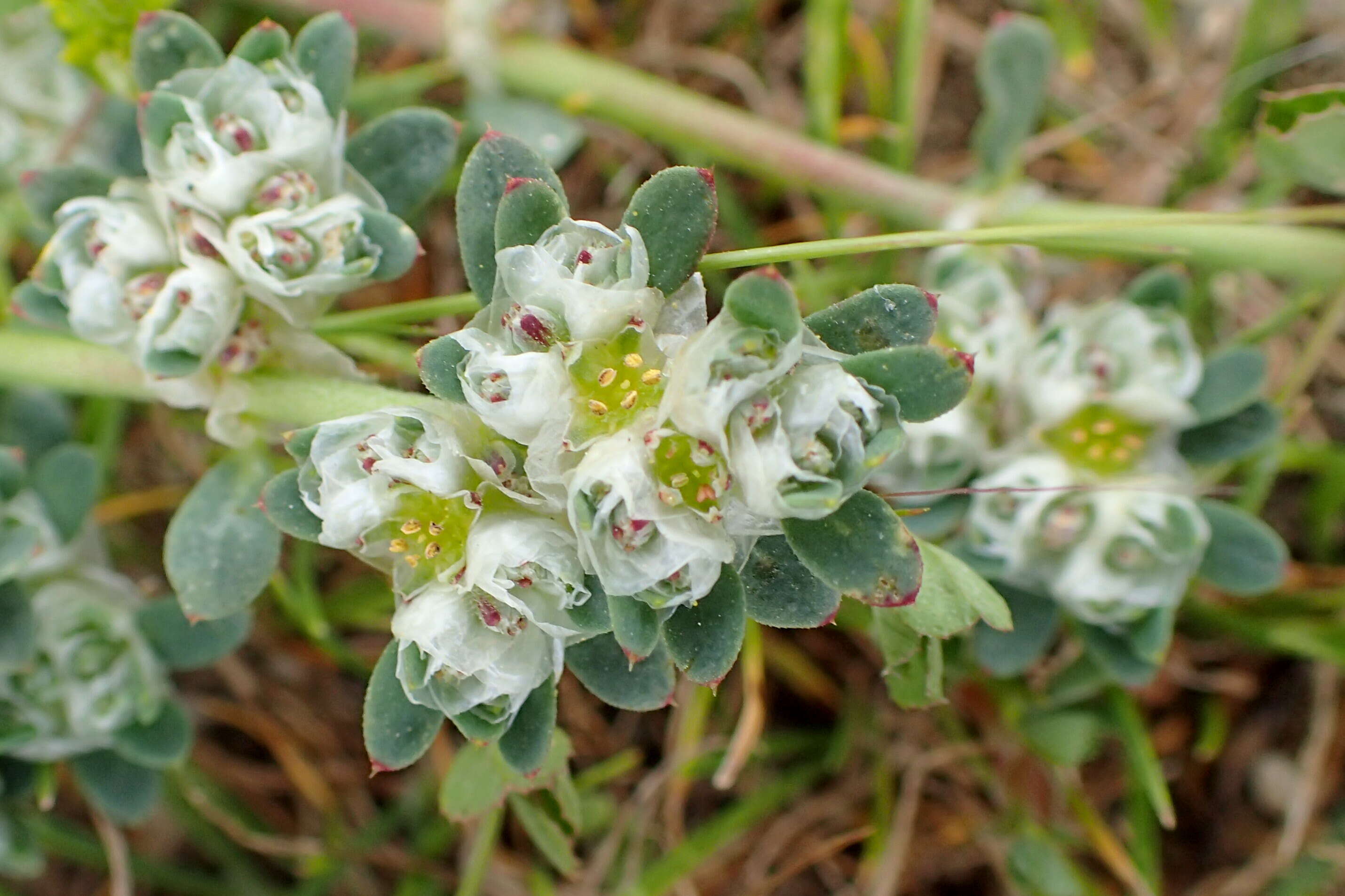 Image of Paronychia argentea Lam.