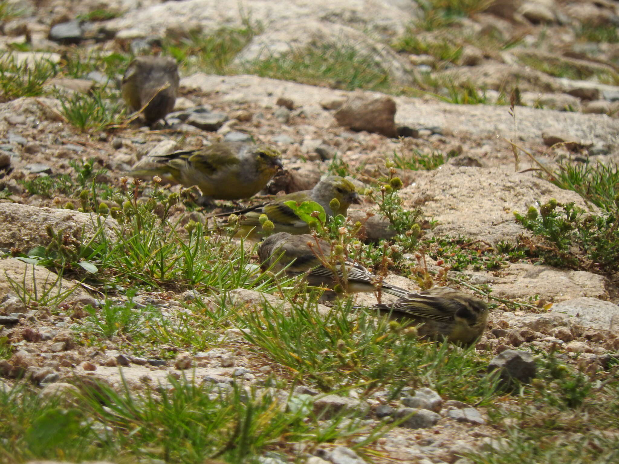 Imagem de Carduelis citrinella (Pallas 1764)