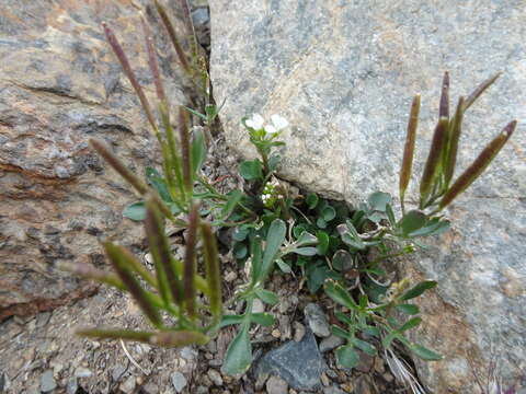 Image of Cardamine resedifolia L.