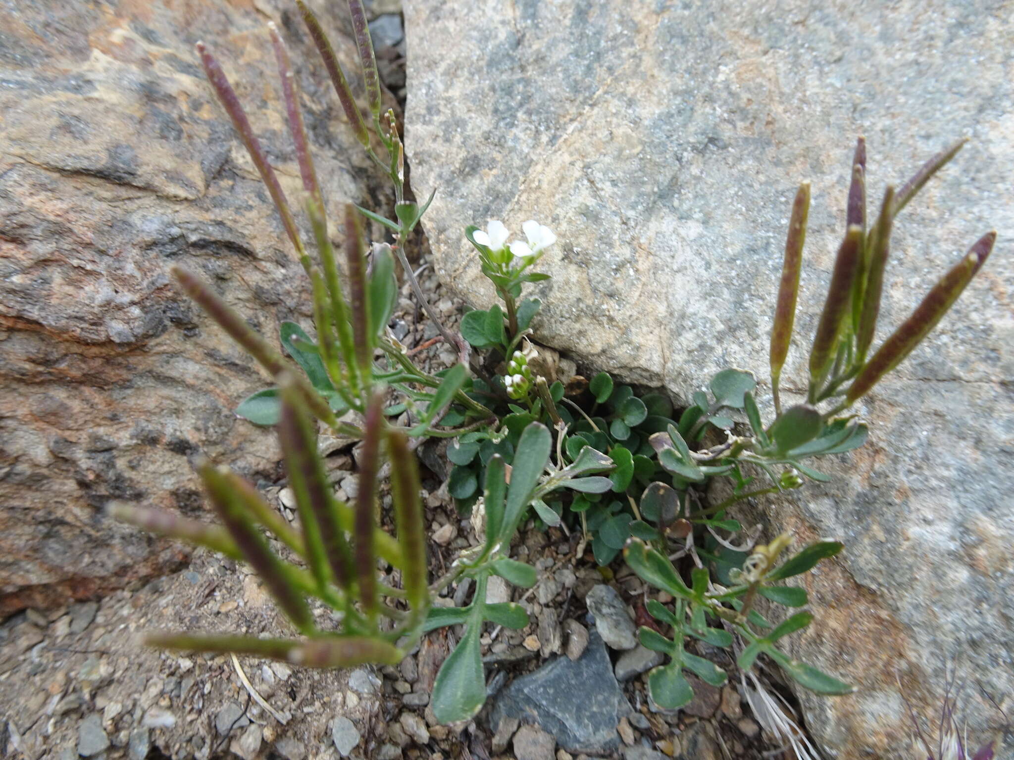 Plancia ëd Cardamine resedifolia L.