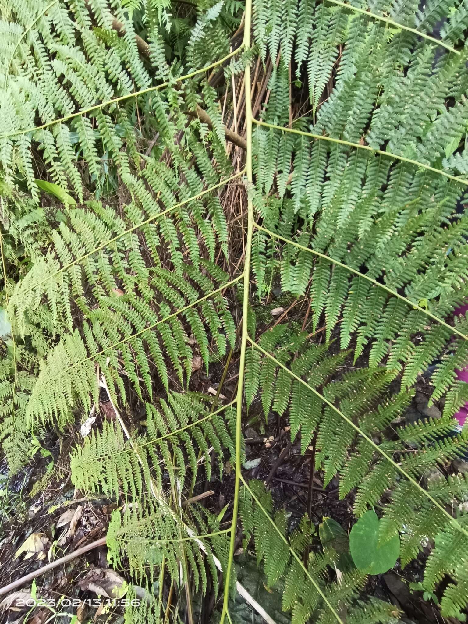 Image of Microlepia smithii (Hook.) Y. H. Yan