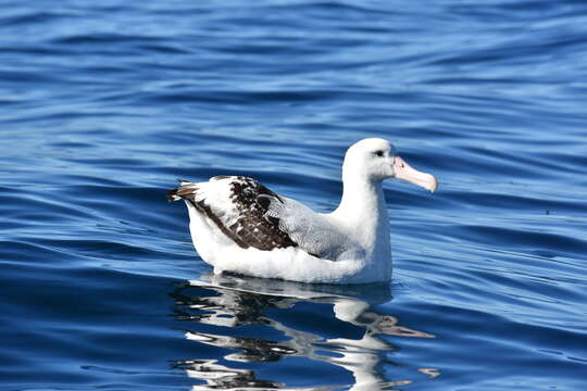 Image of Wandering albatross